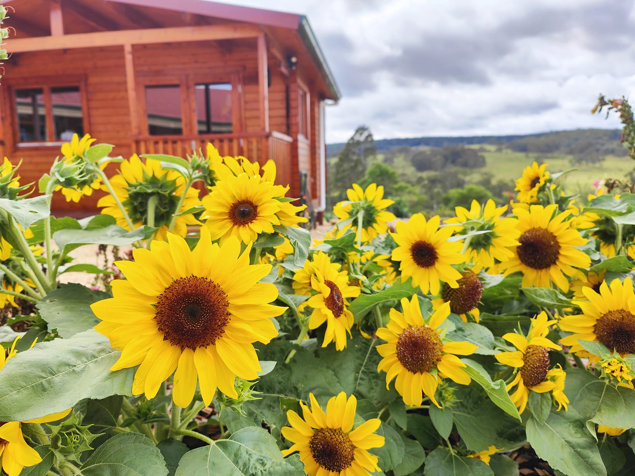 Sunflowers in a field with a wooden cabin in the background