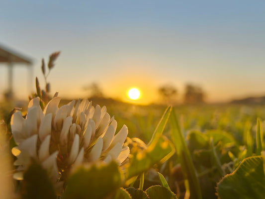 Fragrance Notes Explained: What Are Top, Middle and Base Notes?